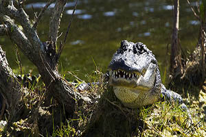 Florida Alligator Cocoa Beach