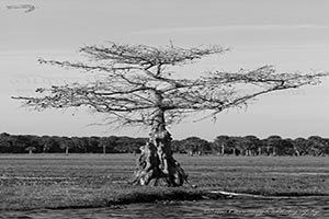 St Johns River Ctpress Tree