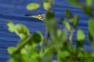 Mosquito Lagoon Birding