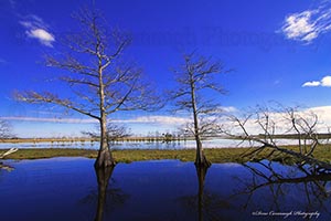 Florida Cypress Tree on the St Johns River