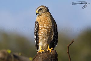 Florida Red Shoulder Hawk Near Cocoa Beach