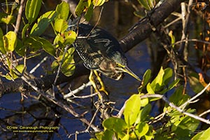 Green Heron