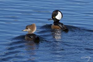 Hooded Merganser Mosquito Lagoon