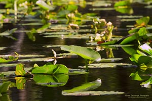 Lily Pads on the St Johns River