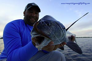 Mosquito Lagoon Black Drum