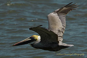 Florida Pelican on the Mosquito Lagoon