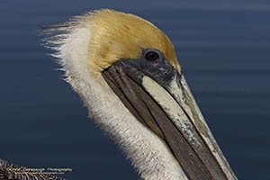 Florida Pelican on the Mosquito Lagoon