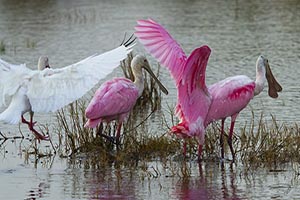 Mosquito Lagoon Roseate Spoonbills