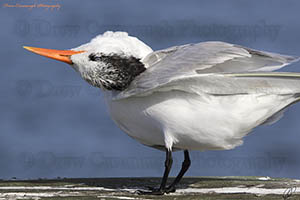 Tern Florida