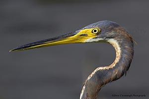 Tri Colored Heron on the Mosquito Lagoon